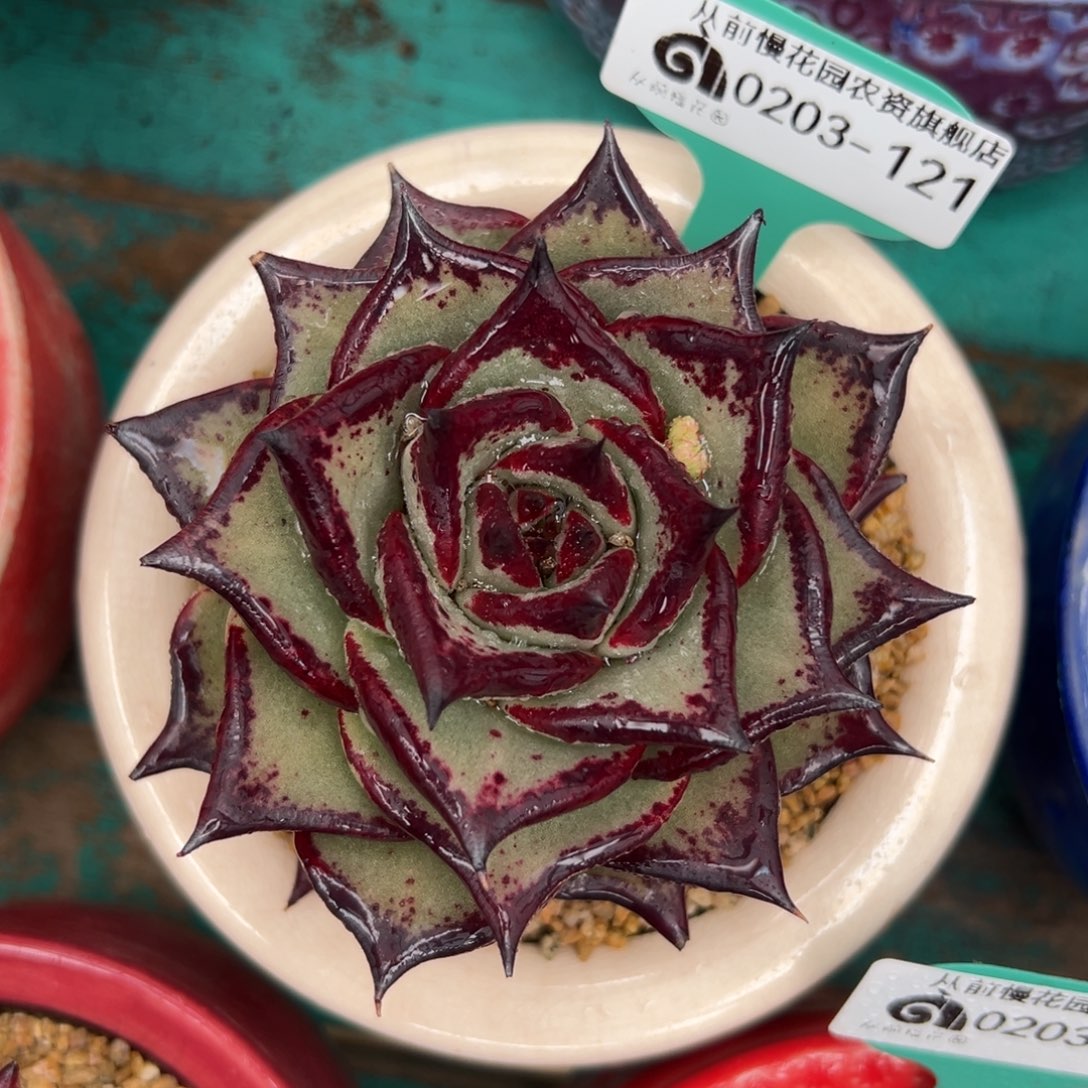 多肉一物一拍0203-121