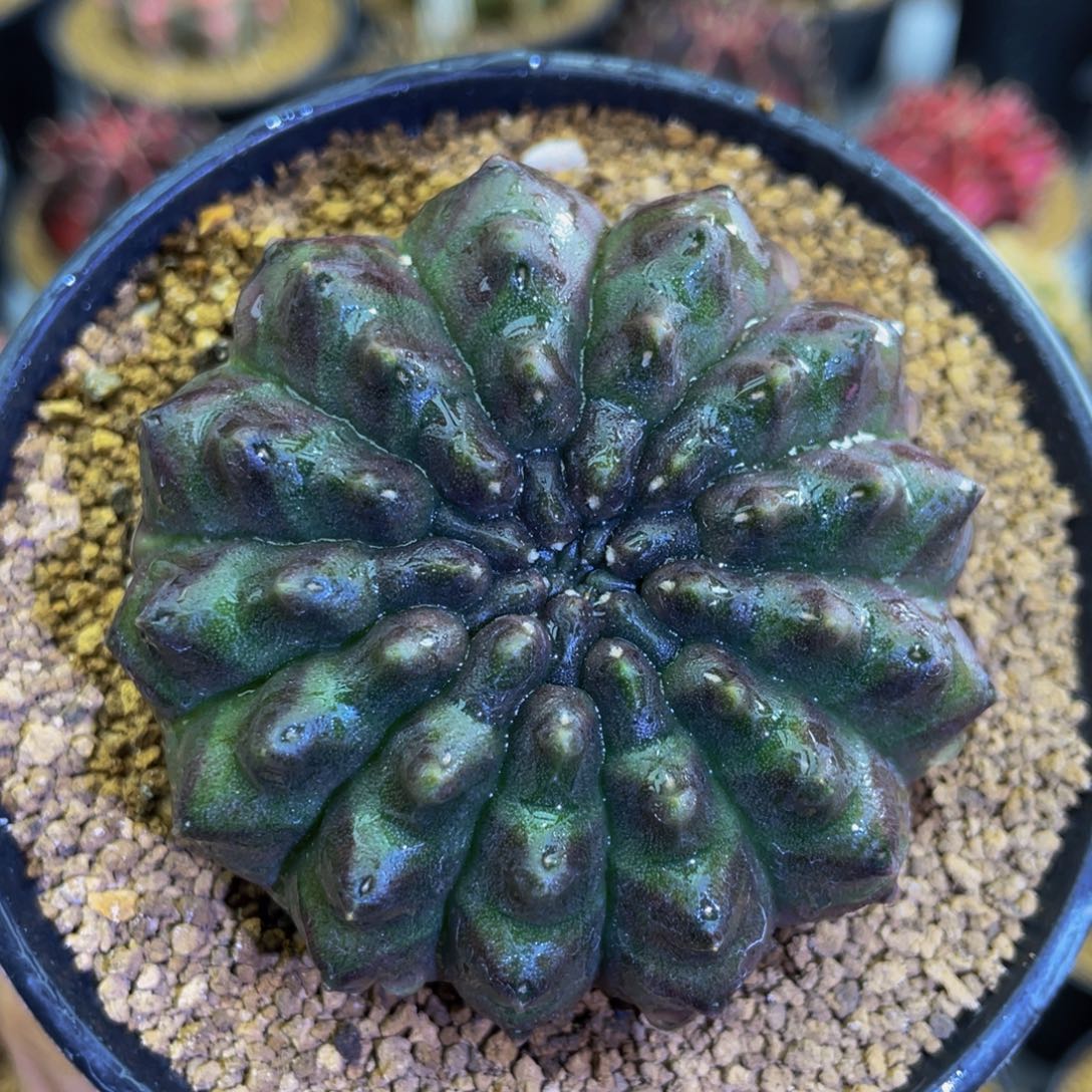 13棱000000000000996