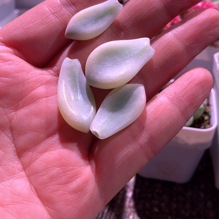 新香水白覆轮锦叶片