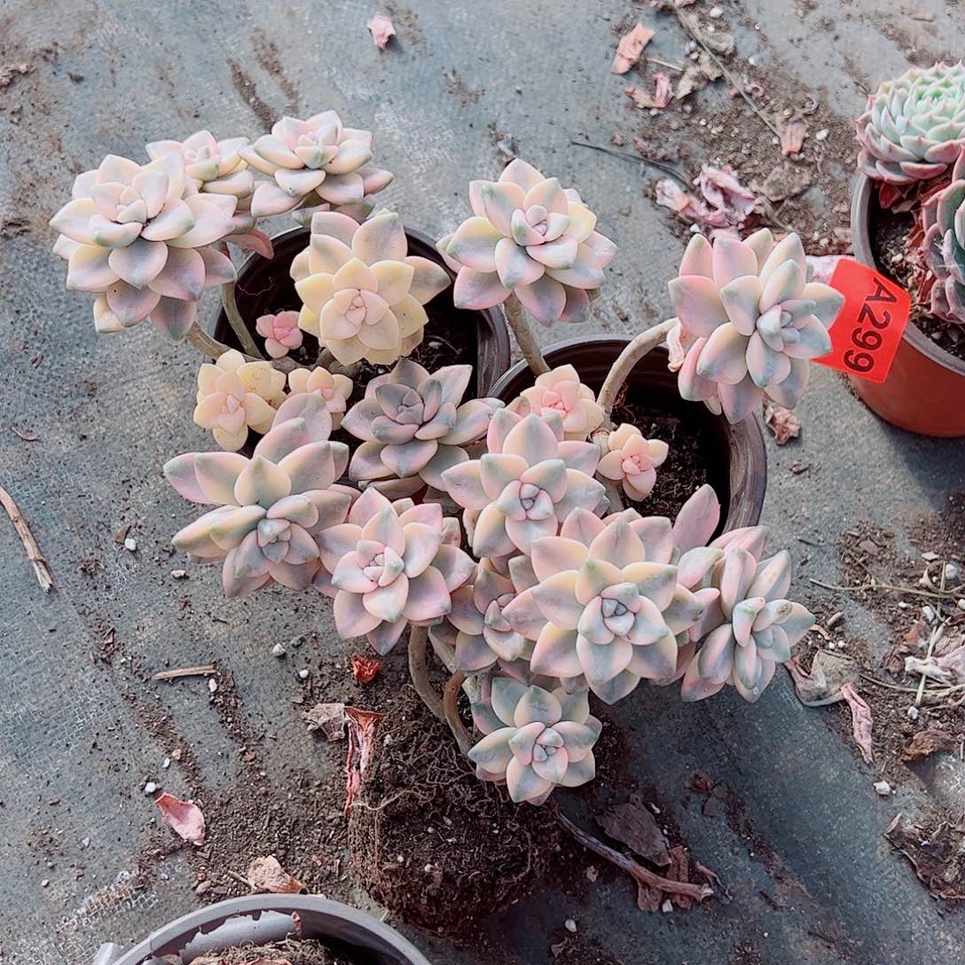 美杏锦多头造型精品三盆