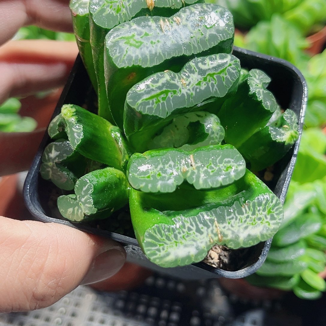 好看的玉山新手好养