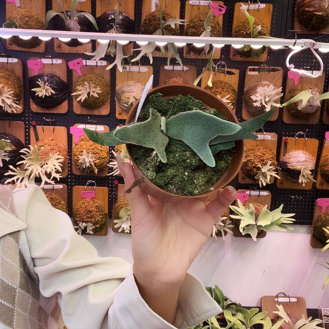 玉女 包上板 鹿角蕨