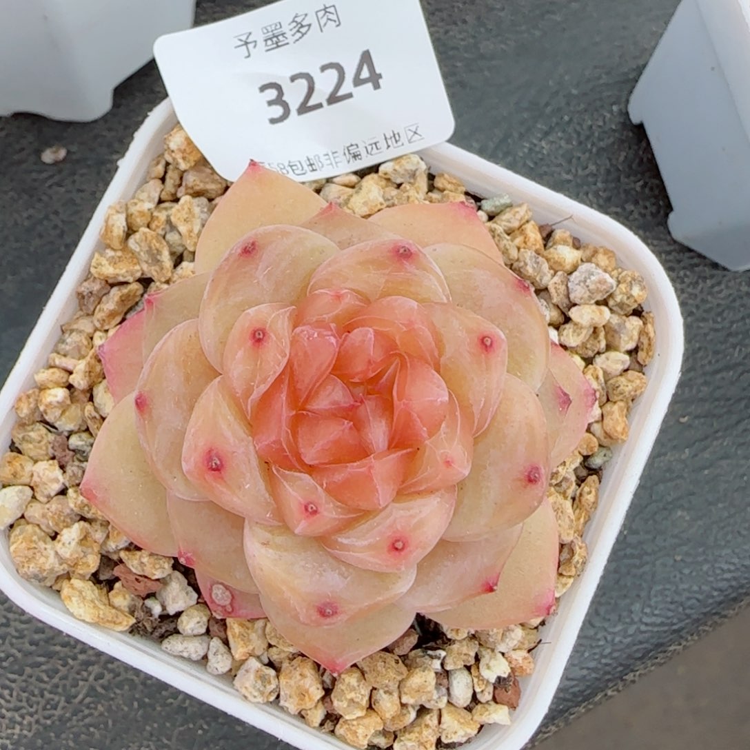 橘糖，3224多肉植物