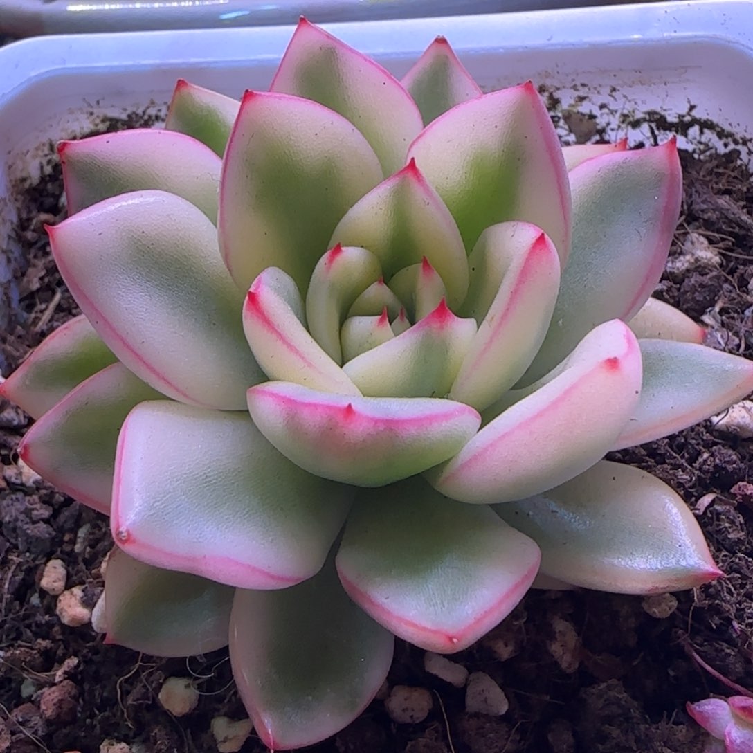 汉娜锦多肉植物锦