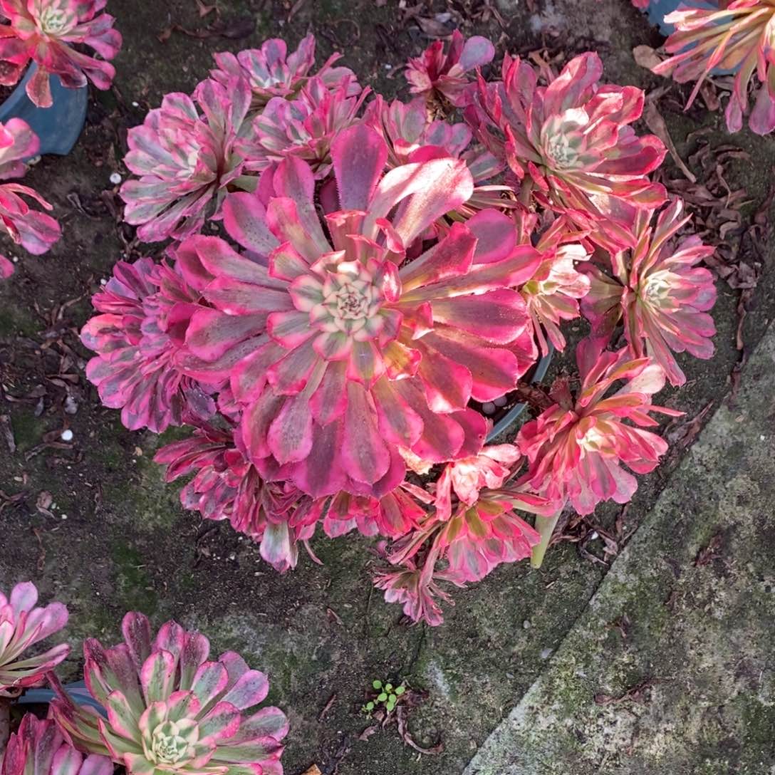 完全开放300号红彤白多肉1颗