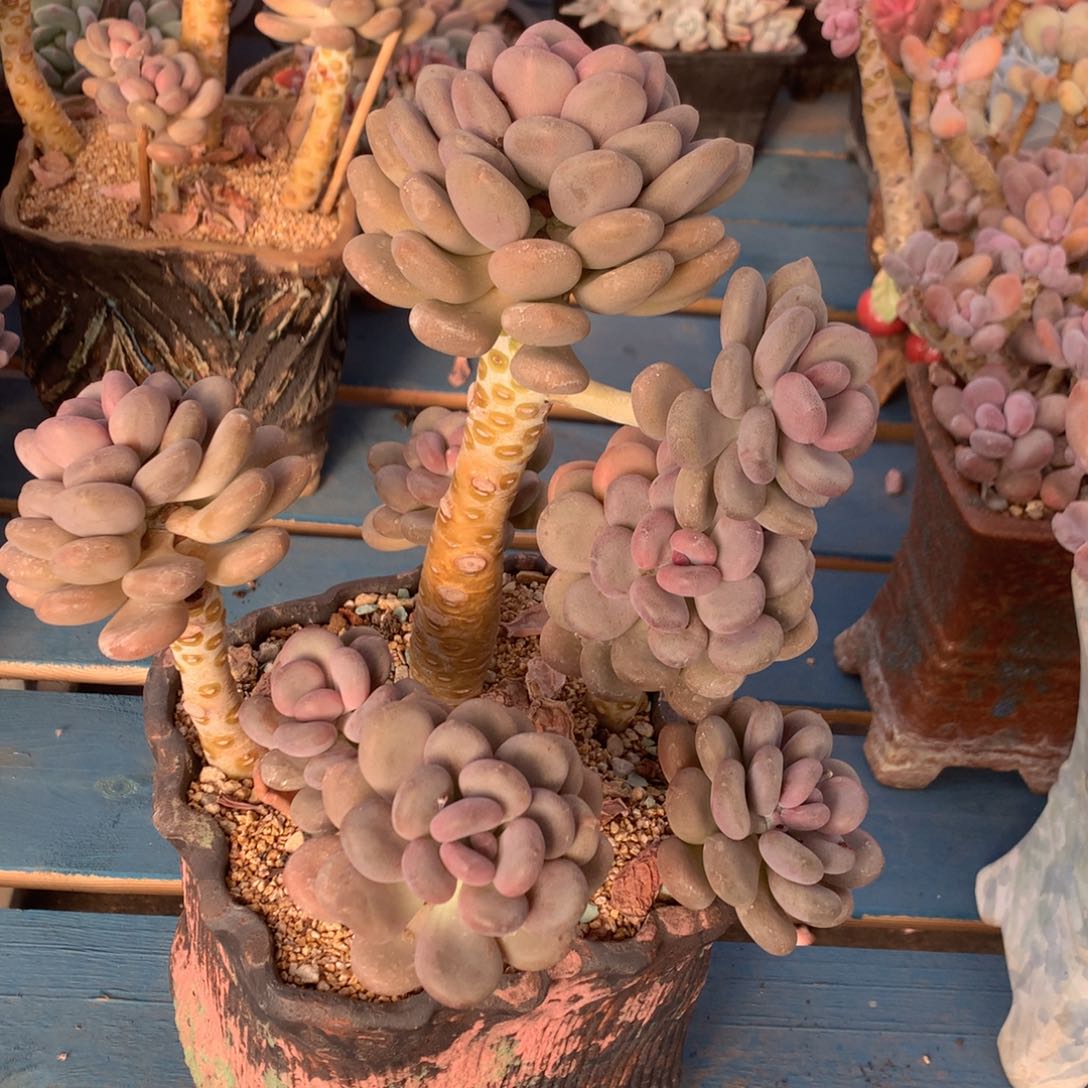 月美人老桩无砍一物一拍