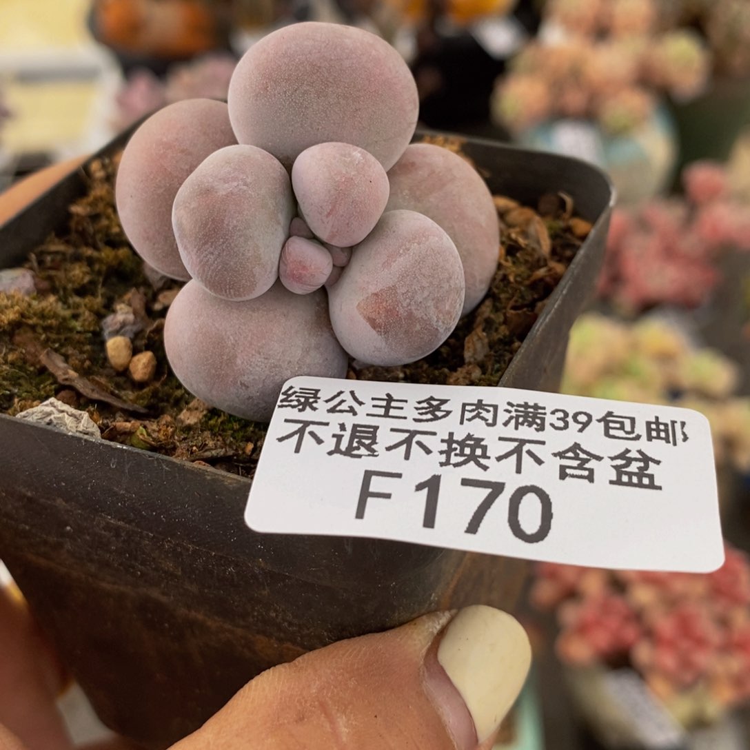 薯**手芭比奶酪170/3c m