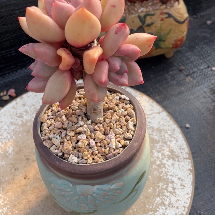 凯**西弥一物一一拍