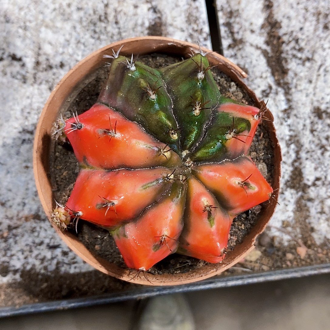 多***了牡丹111111111111111111个