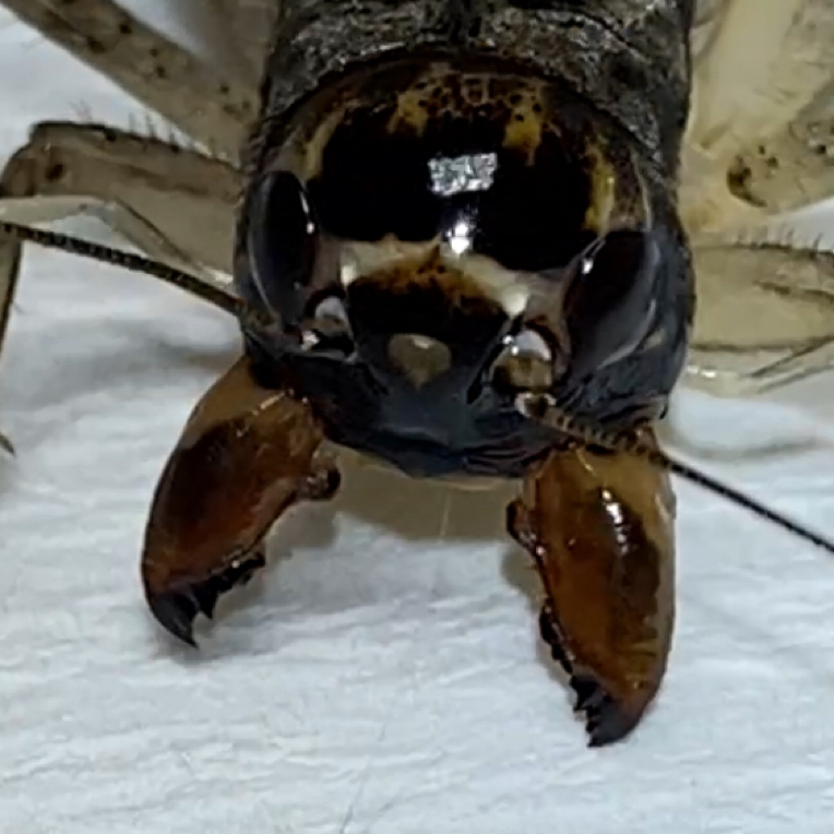 冬版白虫蟋蟀头挑斗性好活体上海种源、发口重、三条命。保证厉害！