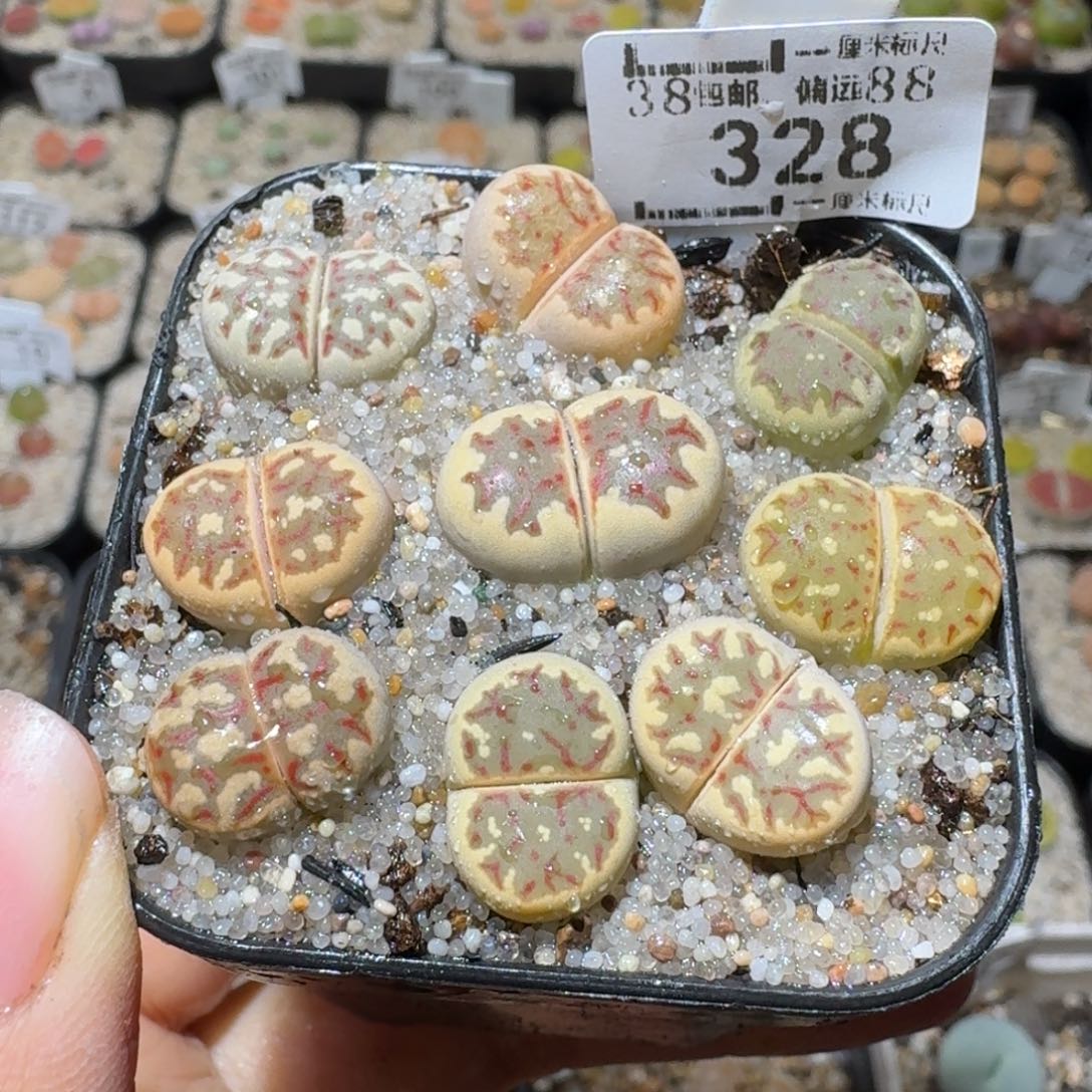 Sss精品清货款328
