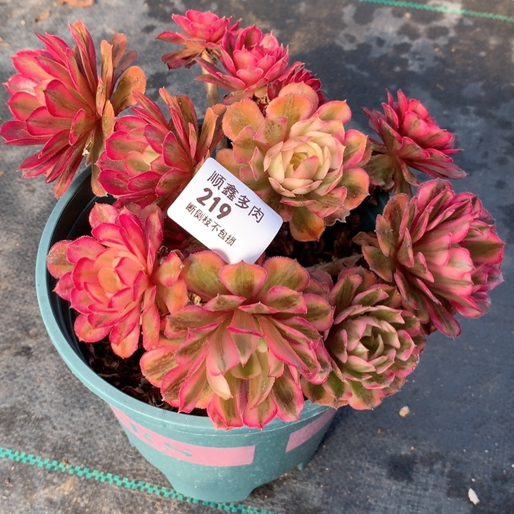 219白月光多肉植物