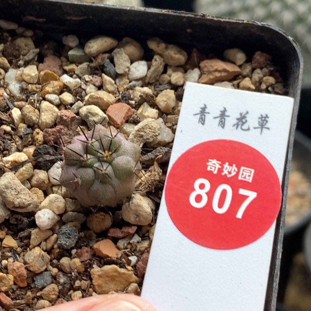 实生龙爪球猛龙玉1.4cm