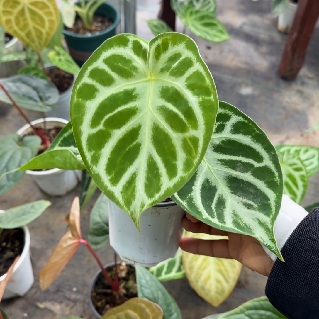 完全开放开播福利价铜锣烧花烛