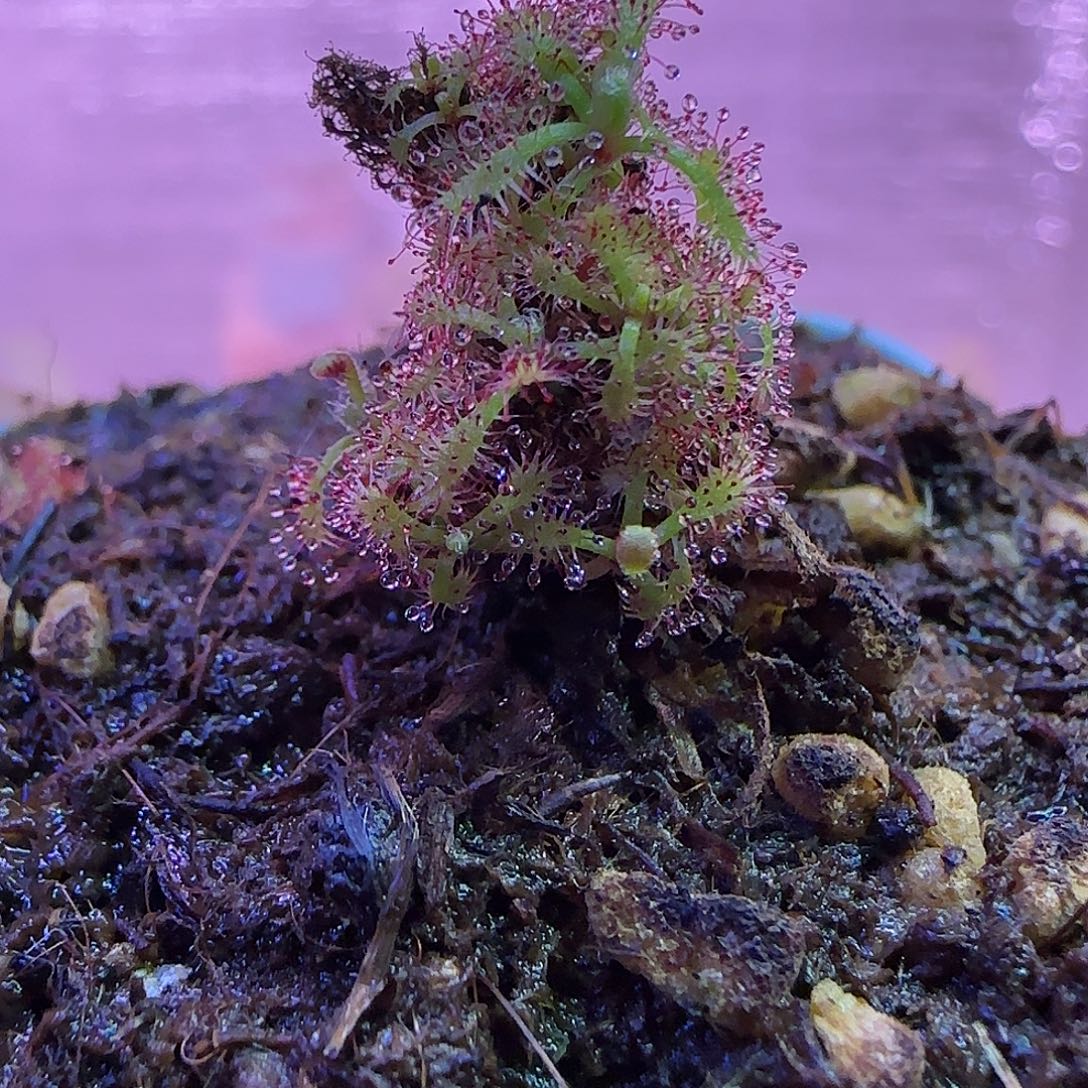 无花朵专拍雄伟壮丽