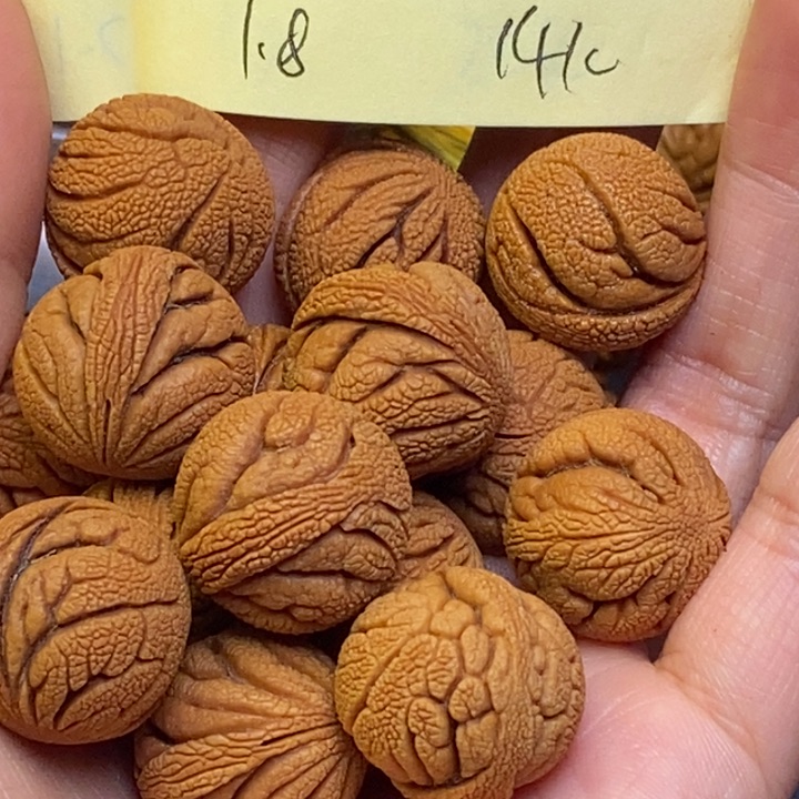 吊坠桃核秦岭龙纹桃核18尺寸