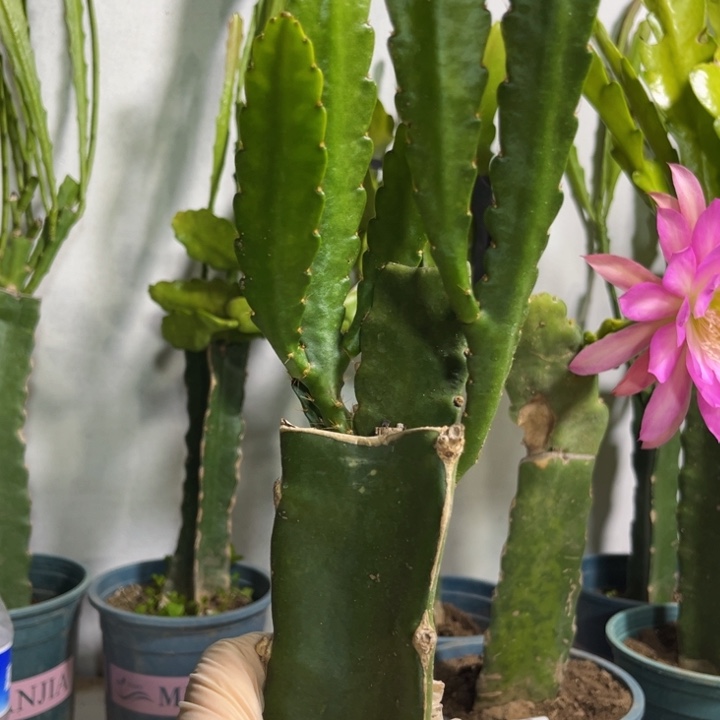 当前无花栽培后可以开花521