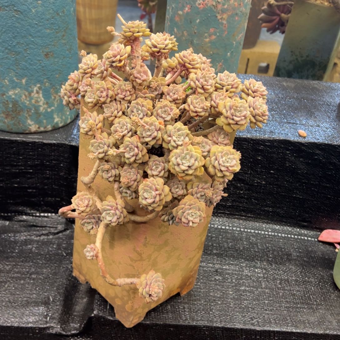 粉布偶老桩悬崖无砍福利价