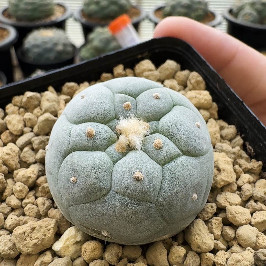蓝白肌蛋优鲜3.6cm10012