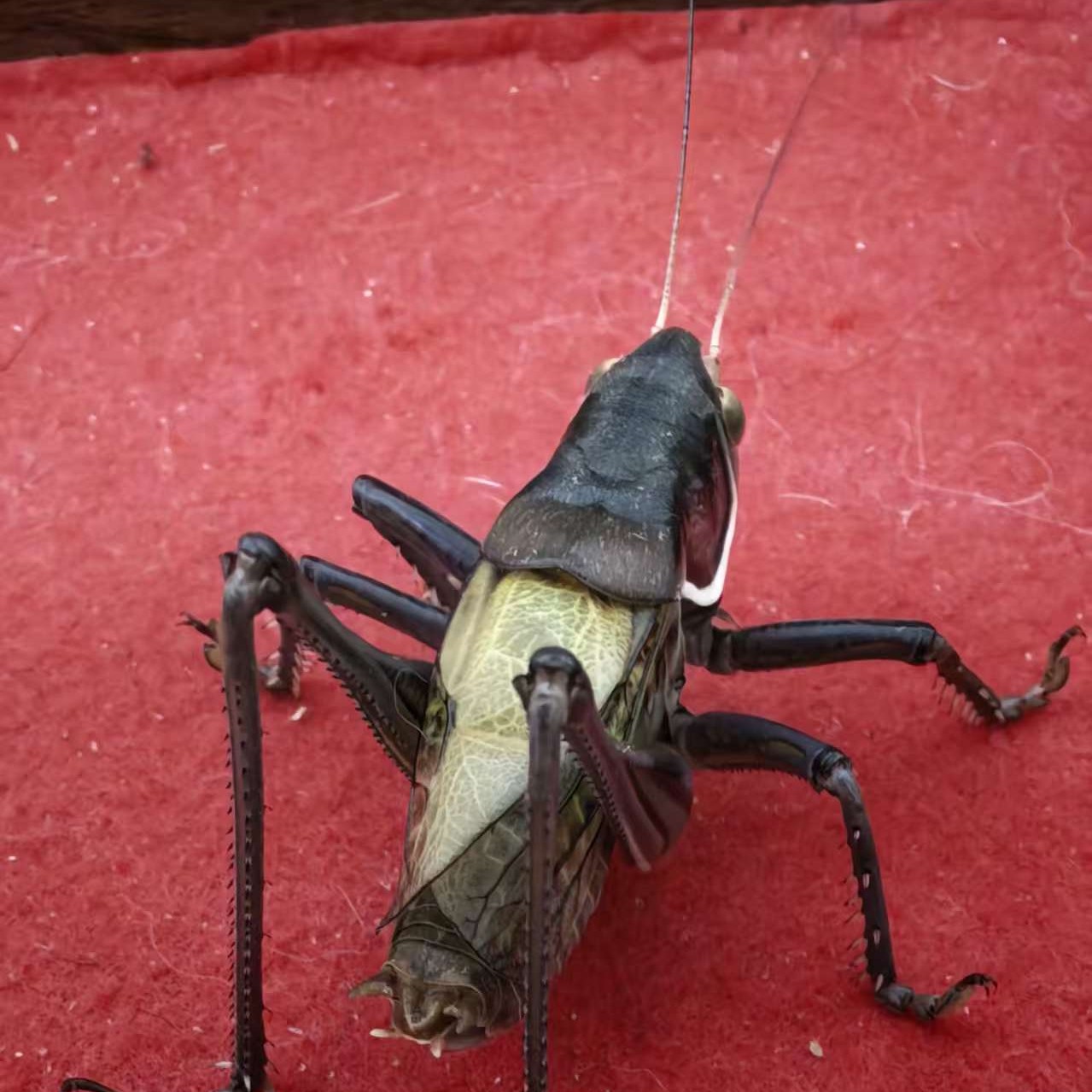 野籽铁皮蝈蝈【图片仅供参考 请以收到货物为准】