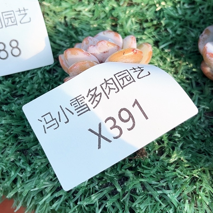 我是你的小可爱啊我的小可爱我的小