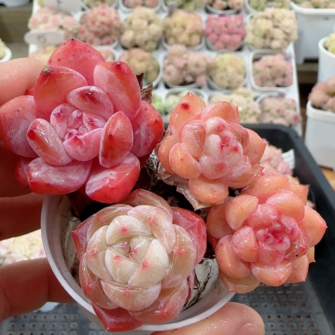 【闪购商品】0203-10两颗