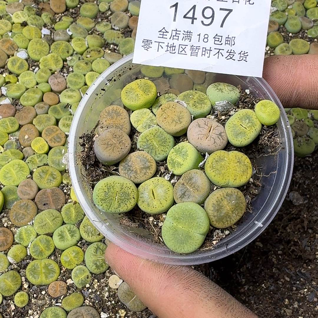 1497 哈哈哈哈哈哈哈哈