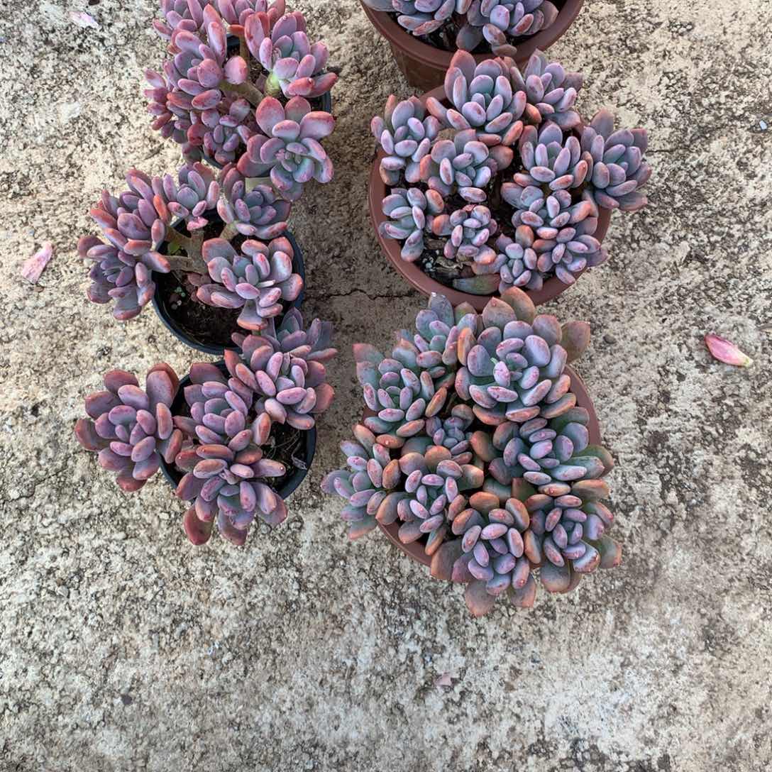 乔****灰姑娘组合多肉植物