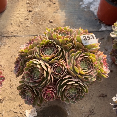 353粉花妖多肉植物，