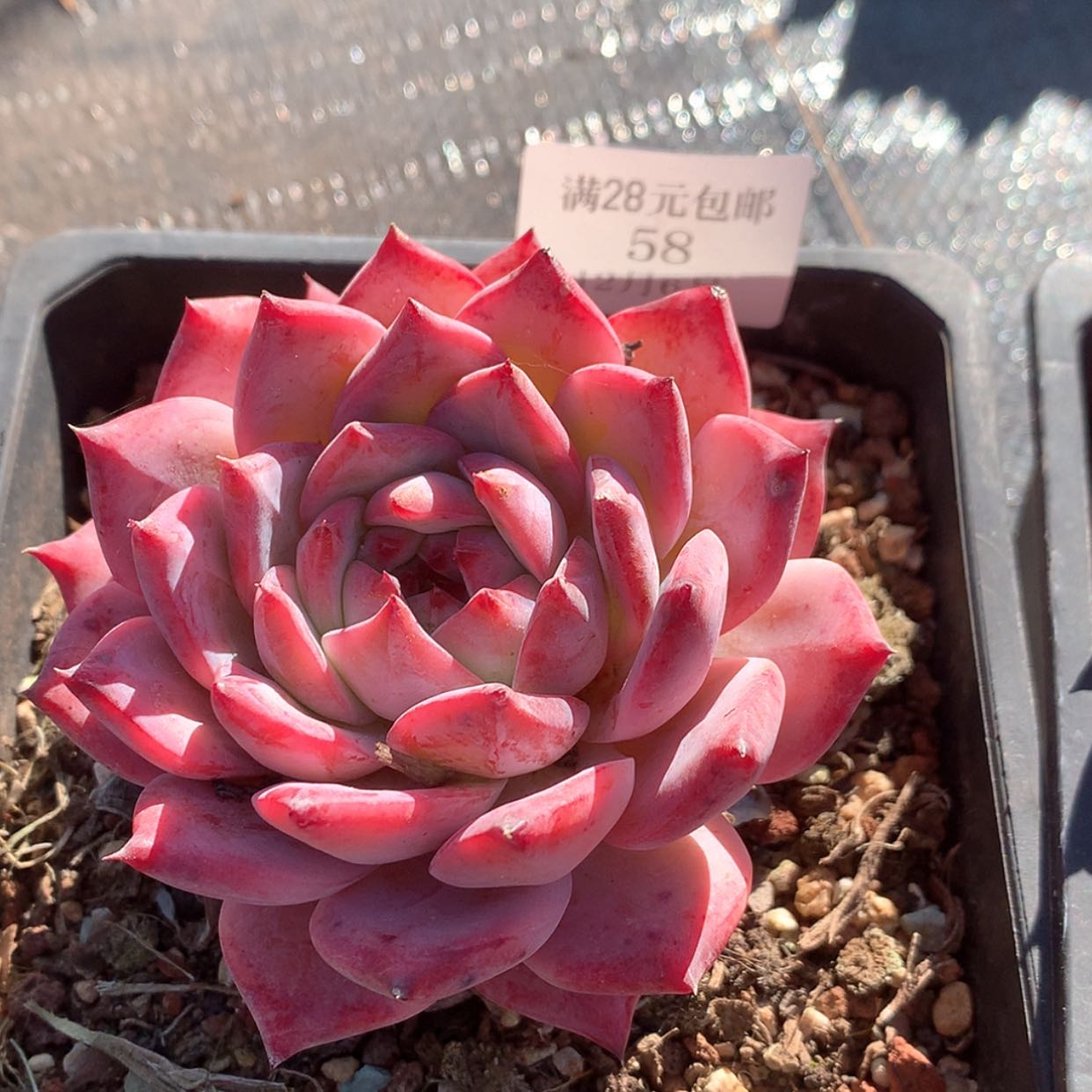 【闪购商品】云58号