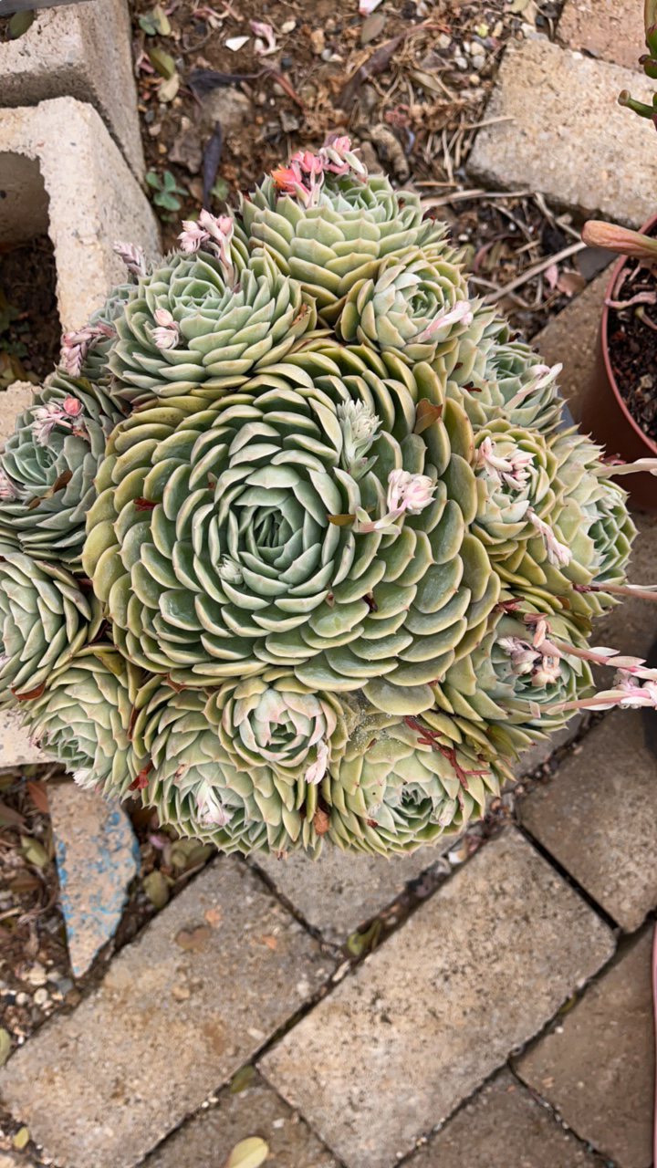 玉蝶自然群生手捧多肉植物