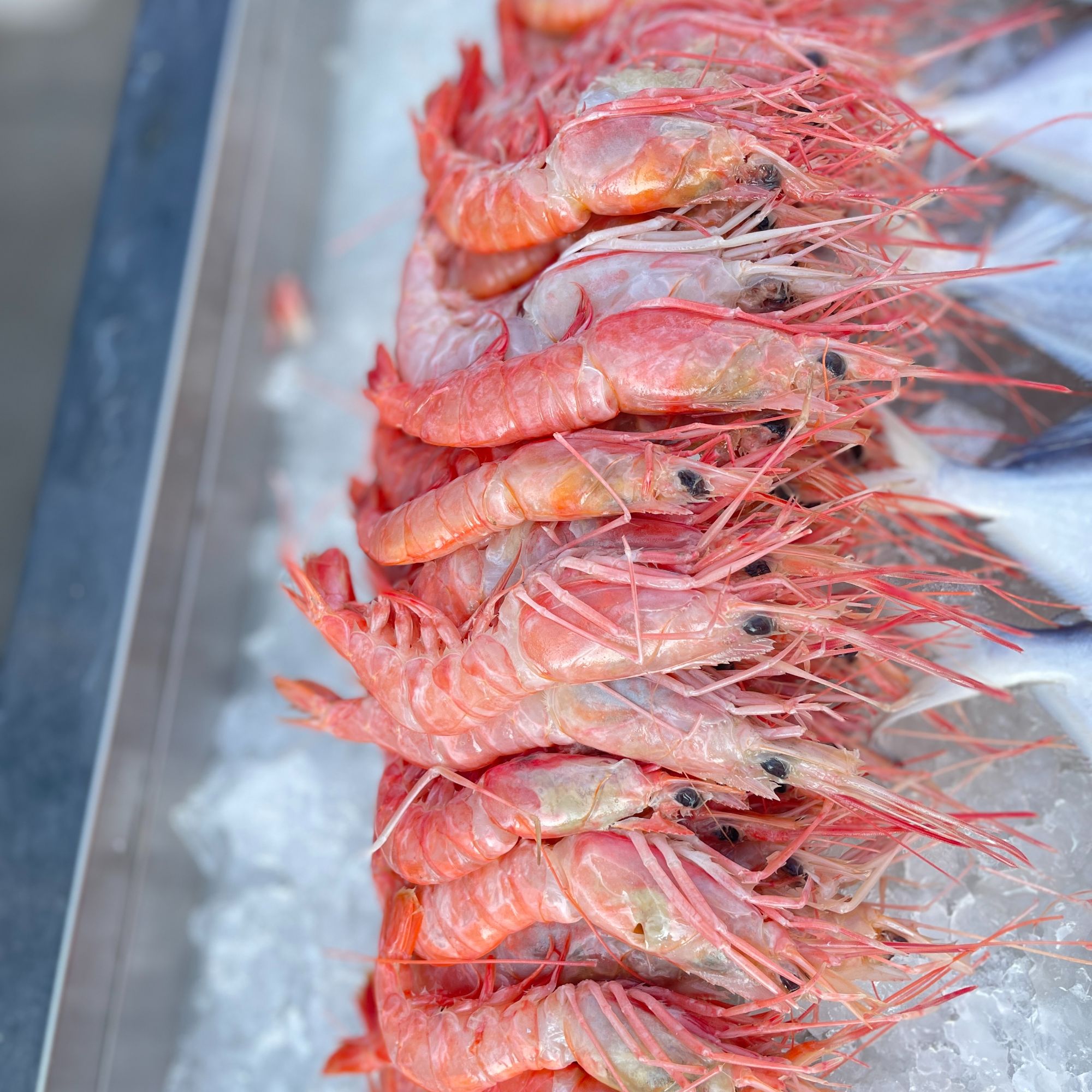 深海野生红虾海捕船冻可刺身新鲜红虾