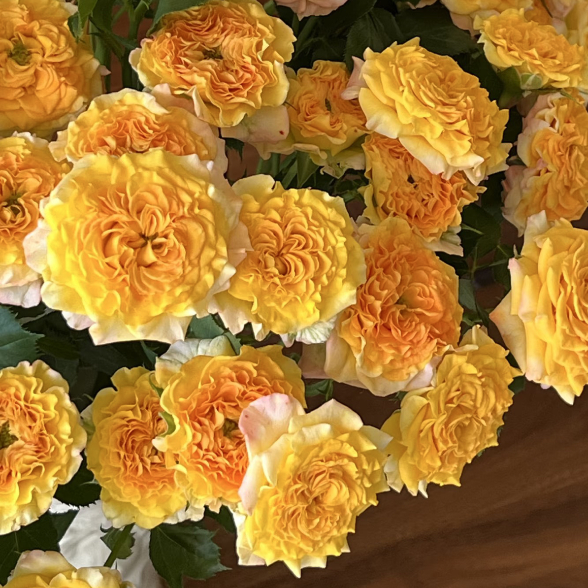 （多头玫瑰）六翼天使10支！三件顺丰空运20%不售后