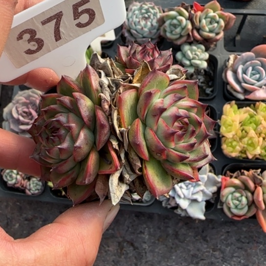 375月亮石多肉植物多