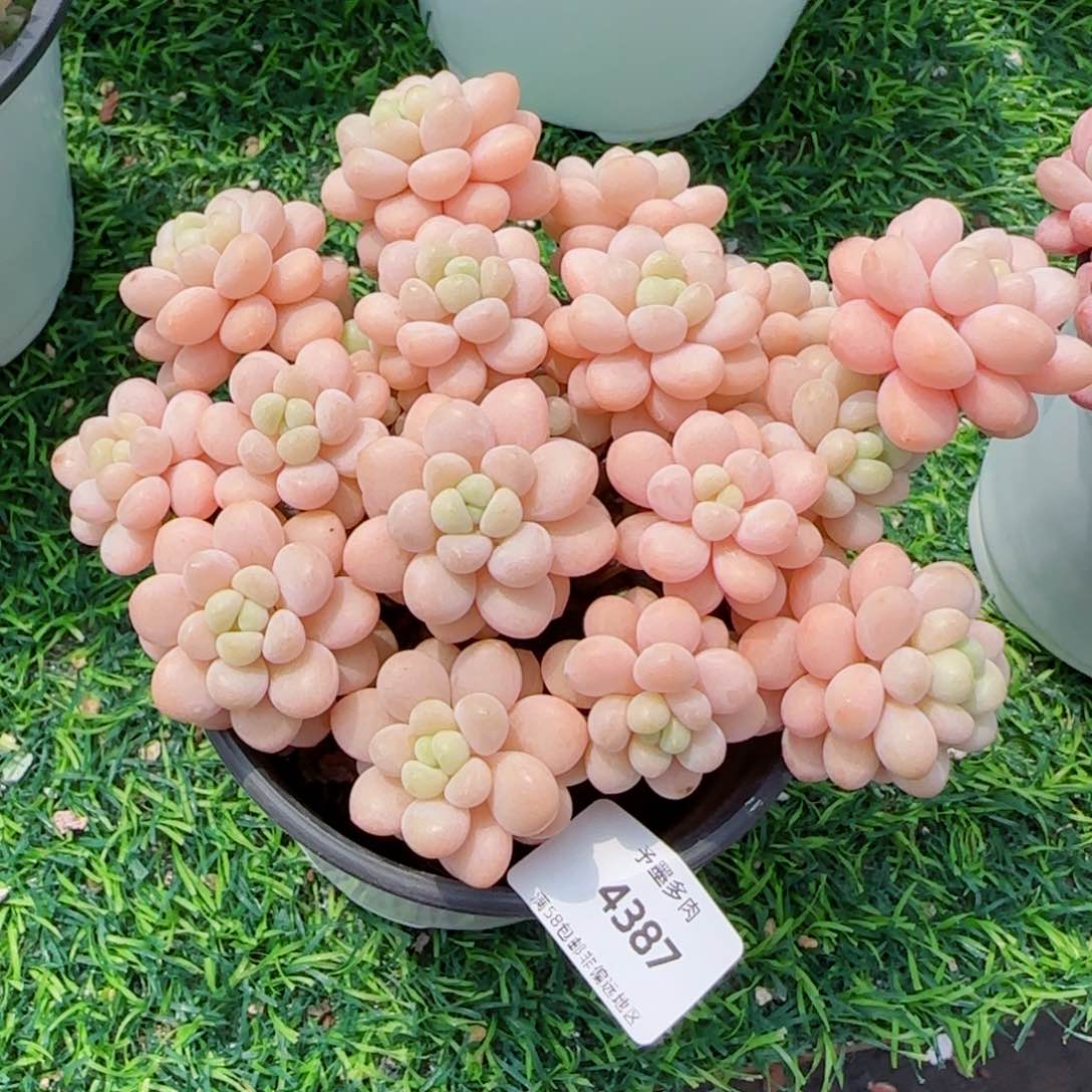 洛可可无砍，4387多肉