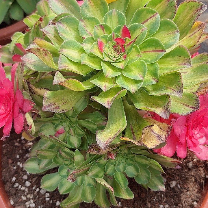 多肉植物知否0667