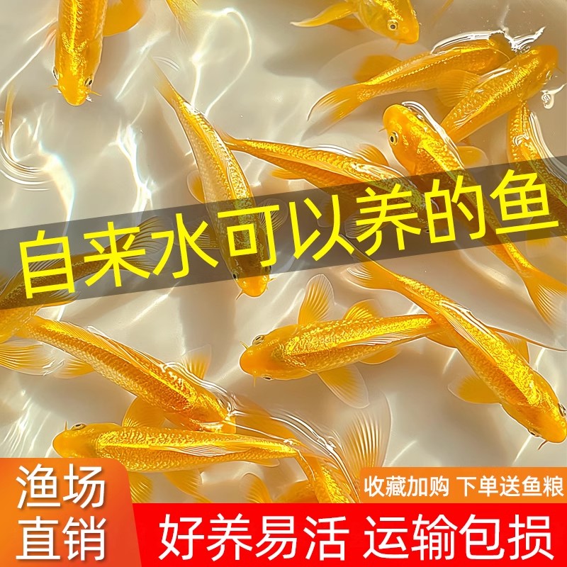 5-12cm黄金锦鲤观赏鱼龙凤锦鲤冷水鱼好养耐活宠物鱼