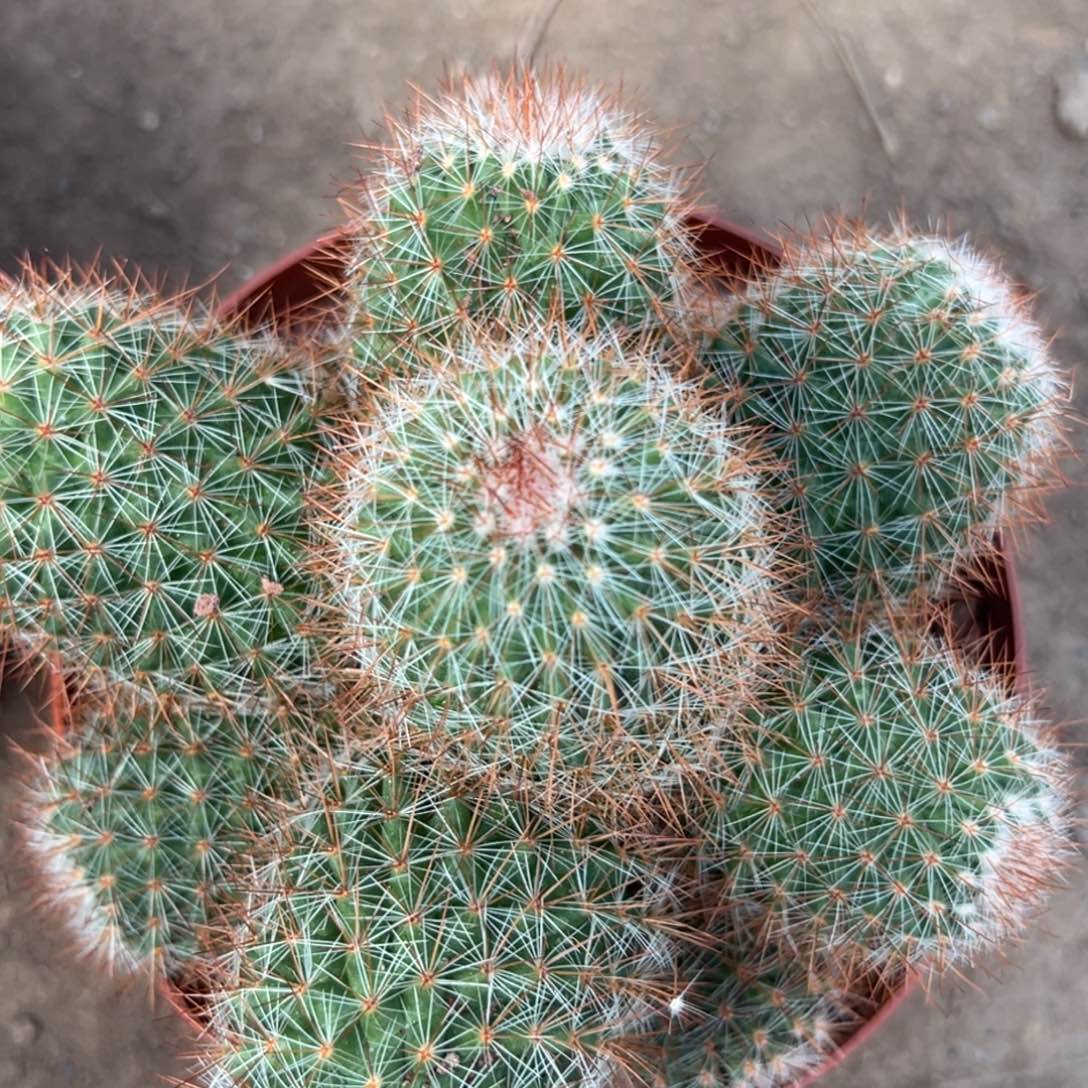 “***玲零零落落 零零落落