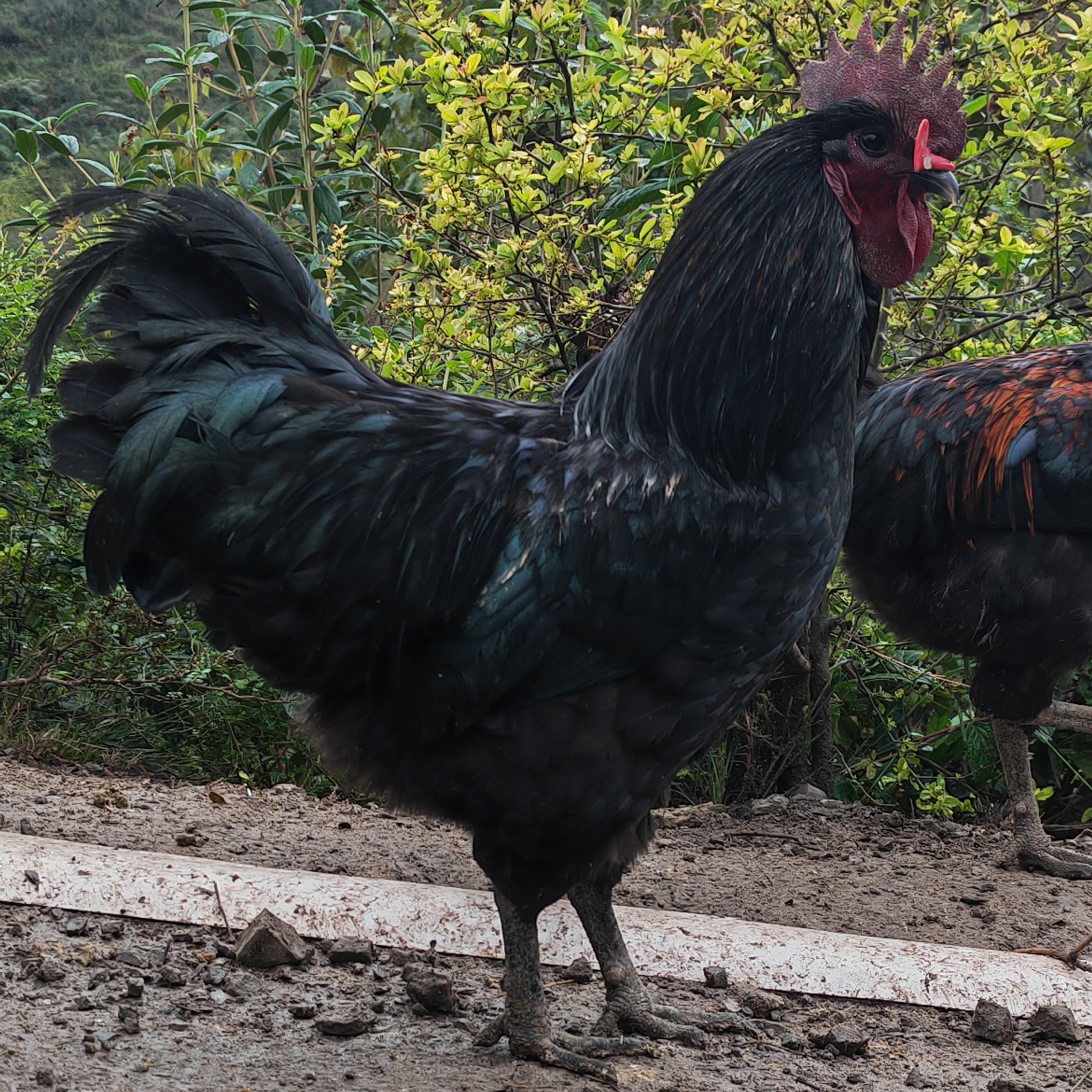贵州纯粮食散养跑山乌公鸡