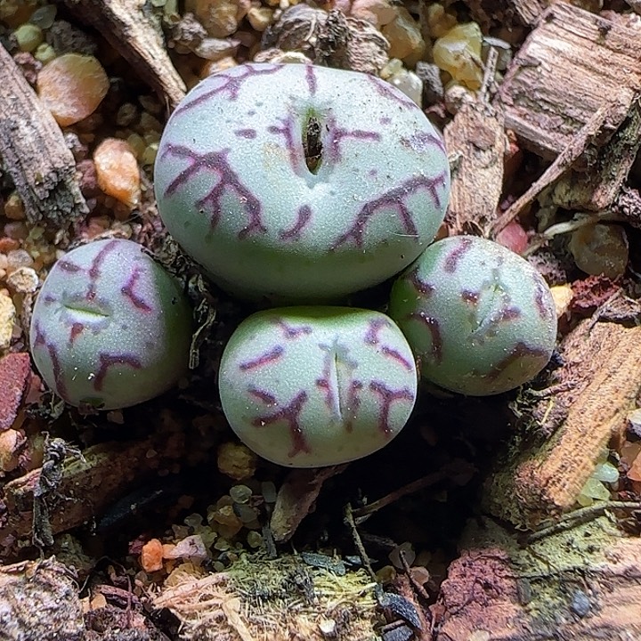 猴脸青姬。       427