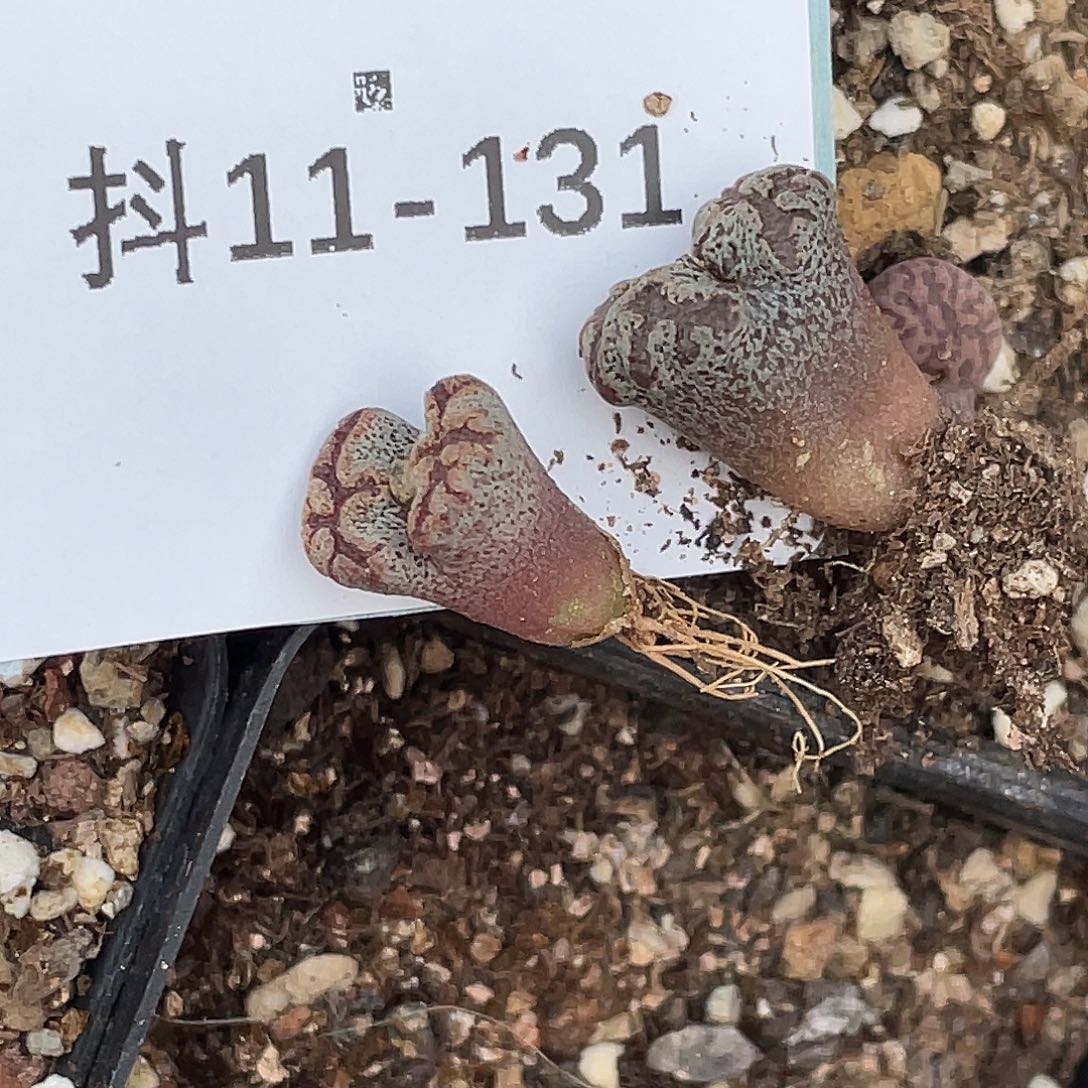 ****．11-131肉锥多肉植物