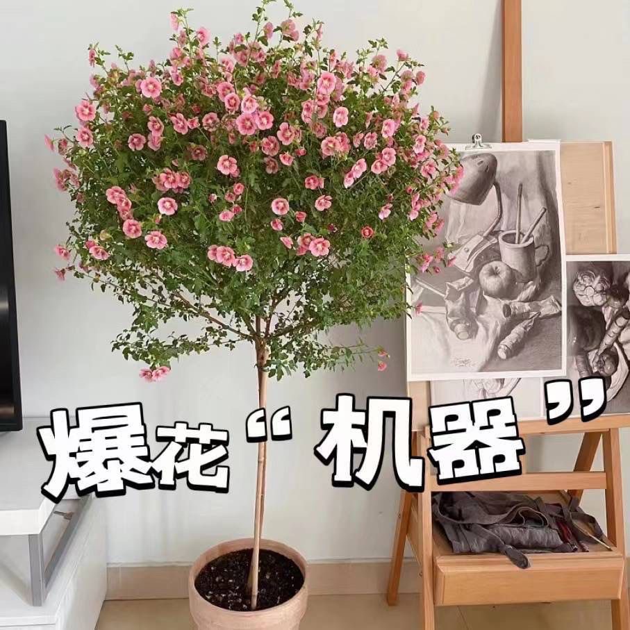 B2号一物一拍专用链接【50--60】小木槿棒棒糖