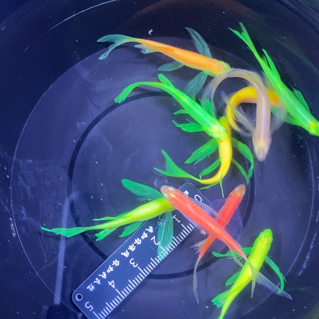 斑马鱼蝶翼斑马3-4厘米练手鱼微瑕疵10条