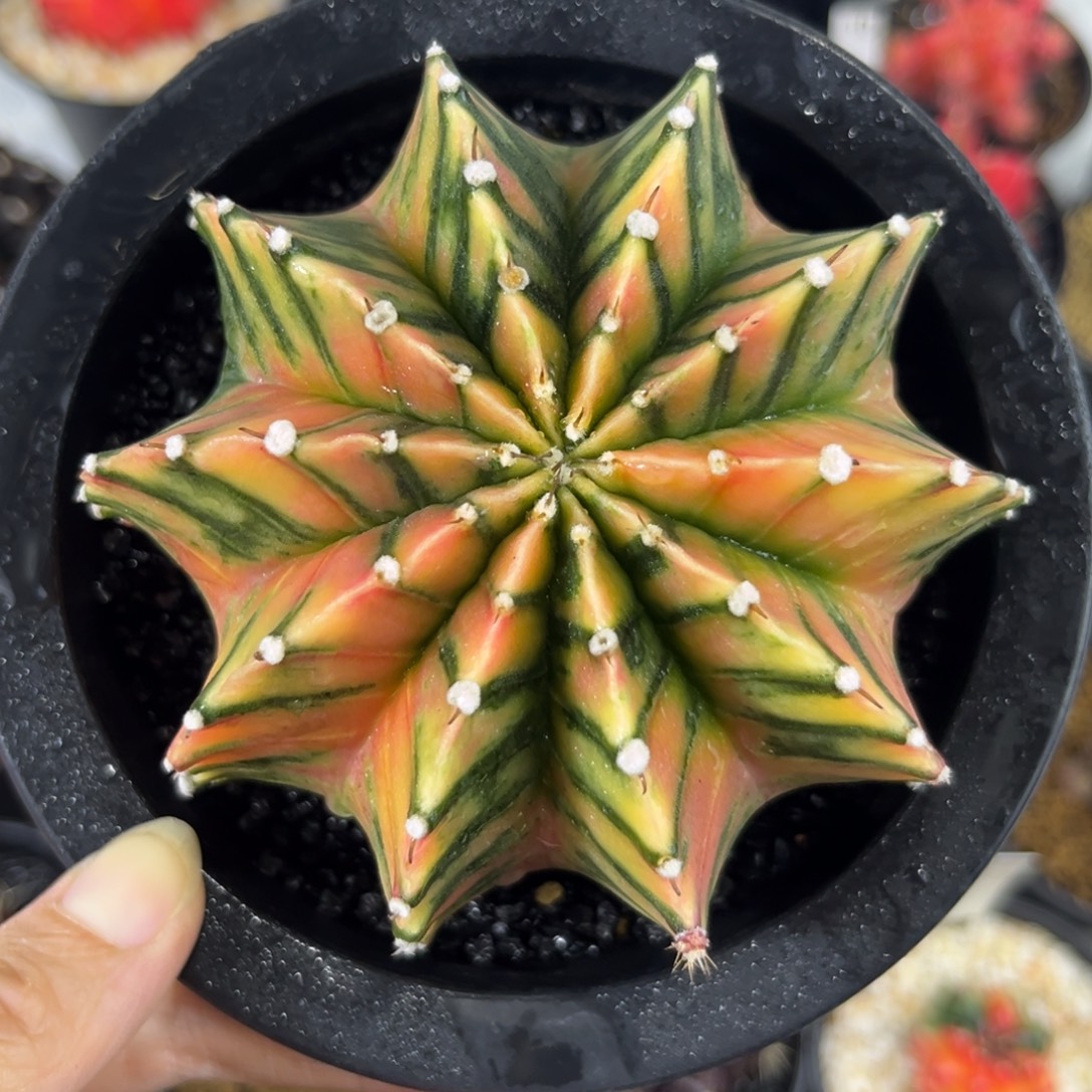 美臀绿纹大冠幅母本级f精品泰系肋骨锦实生