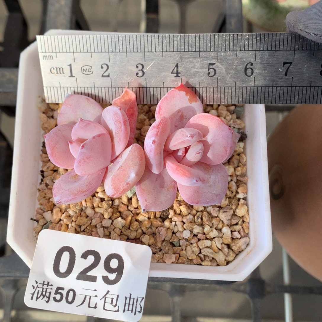 29。小脸双头奶茶带腿。