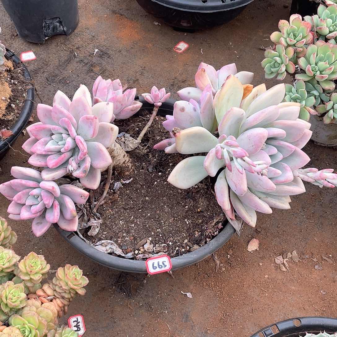 665奥普 一物一拍多肉