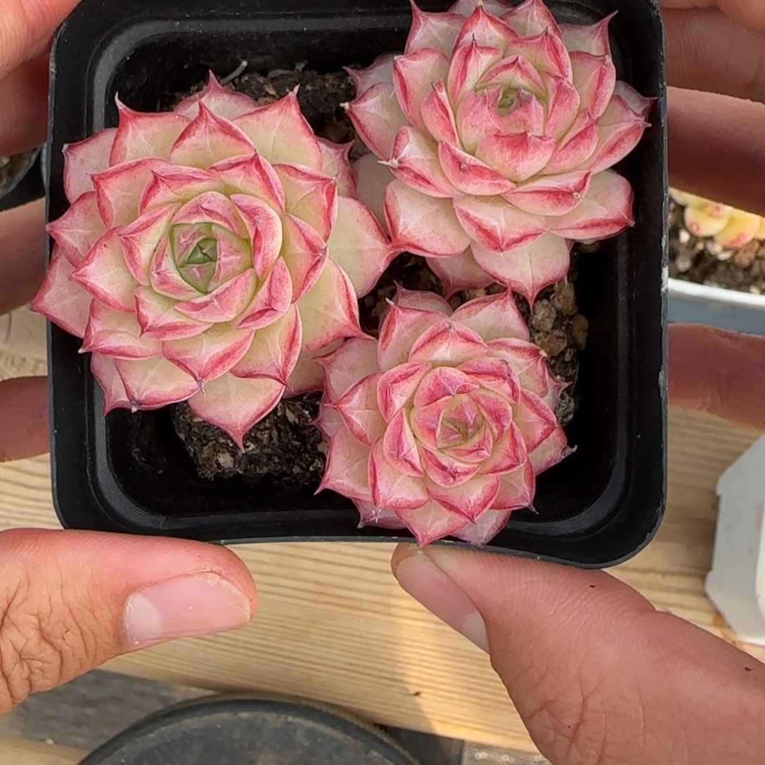 一物一拍女王群生11018