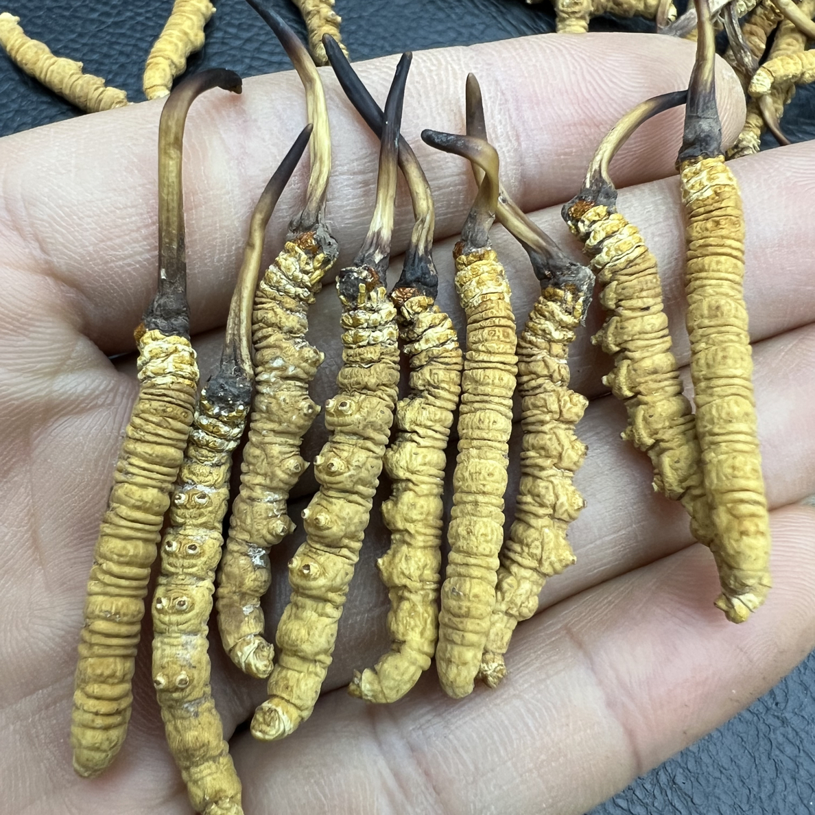 【3根1克小黄芽】高海拔虫草 高品质那曲虫草 干虫草10克包邮