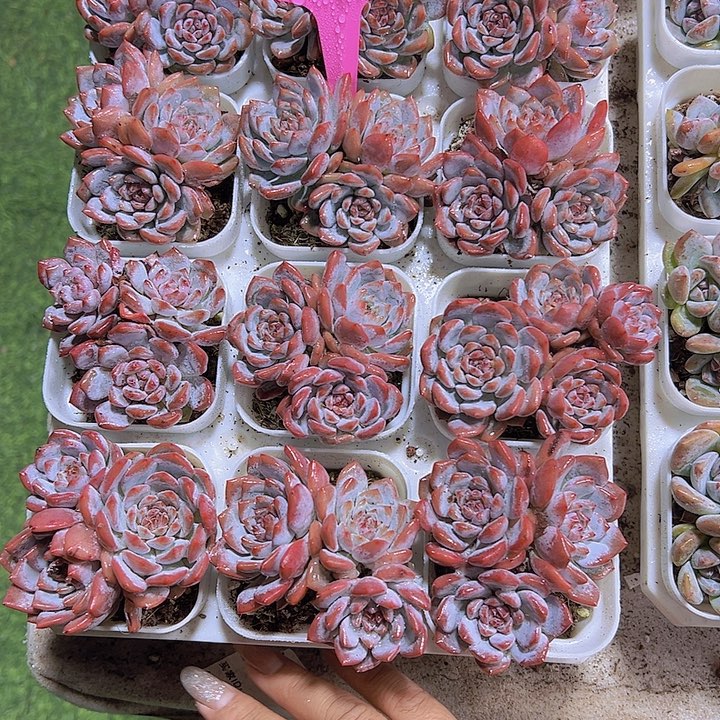 星星橙群生19包邮多肉植物