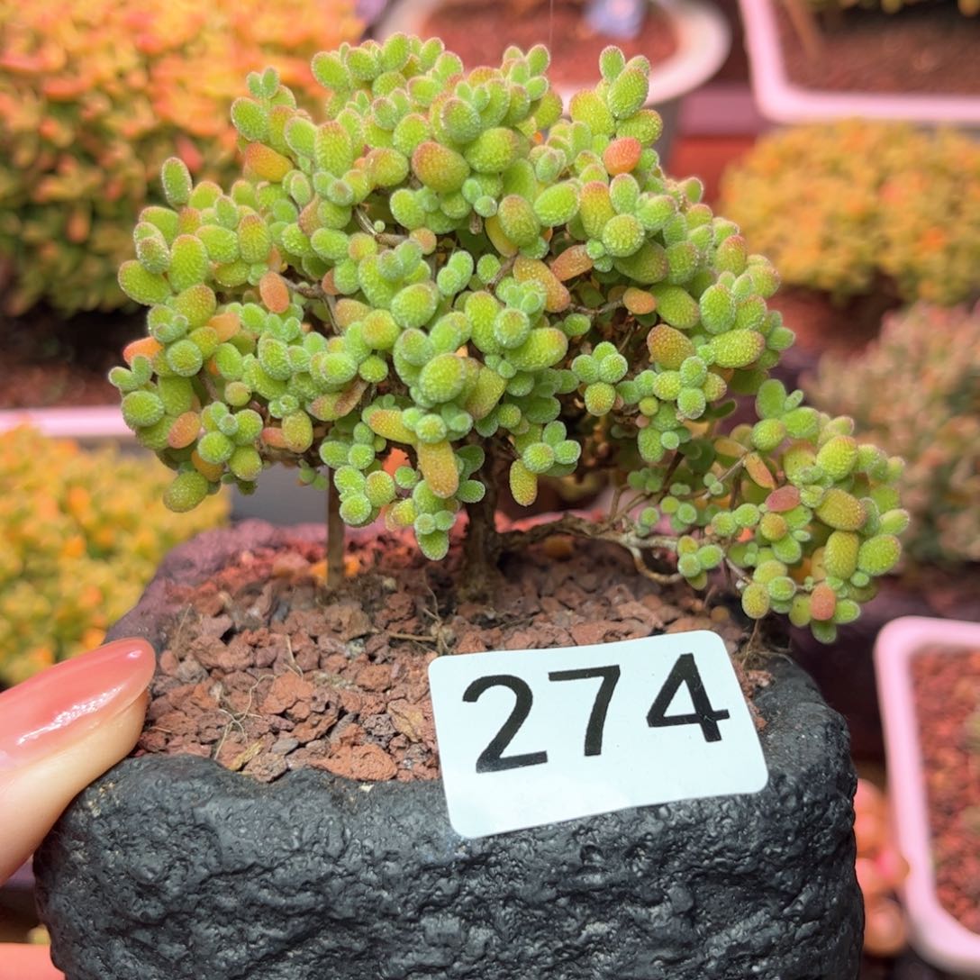 274金桔老桩可爱多肉植物